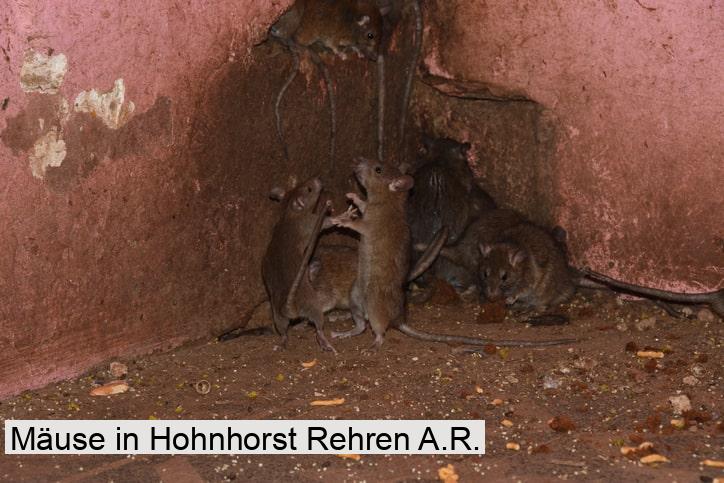 Mäuse in Hohnhorst Rehren A.R.